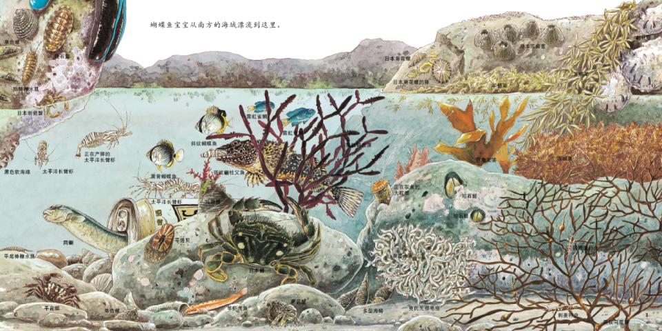海边的动物 (08),绘本,绘本故事,绘本阅读,故事书,童书,图画书,课外阅读